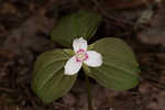 Painted trillium